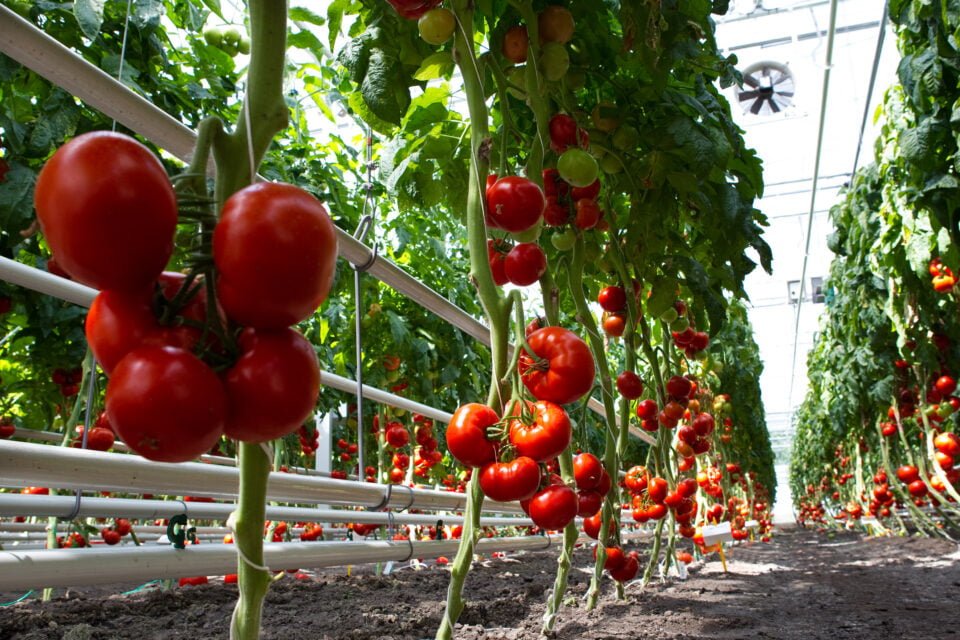 Виник дефіцит тепличних томатів, що дозволило імпортерам підвищити ціни