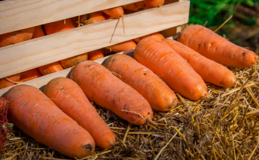 Наприкінці травня ціни стабілізуються чи знижуються у міру надходження ринку моркви нового врожаю