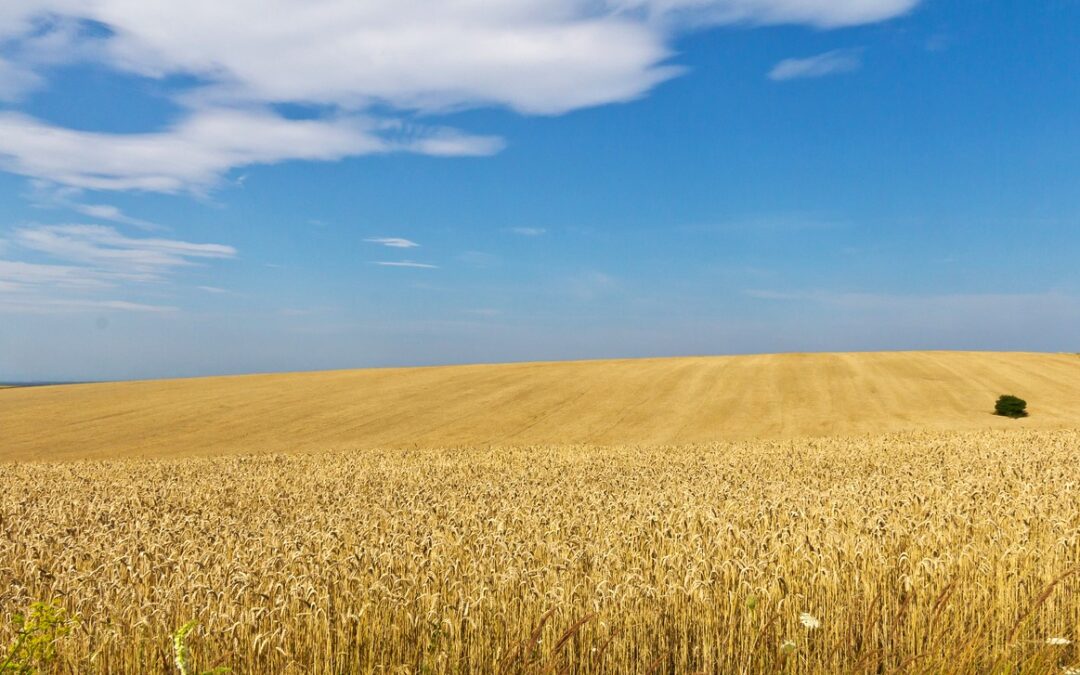 WFP значно розширила співпрацю з українськими агропереробниками