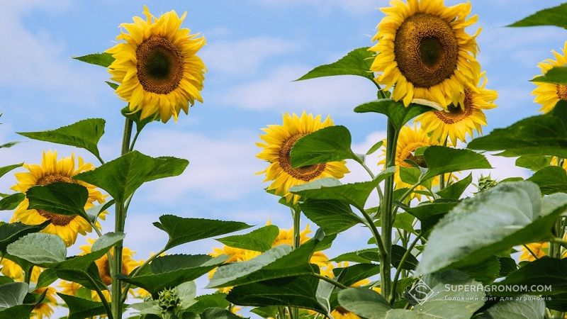 В Україні з 76% площ намолочено 7,19 млн т соняшника при середній урожайності 1,84 т з га