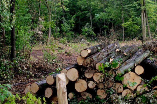 Лісокористувачі зможуть безперервно отримувати дозвільні документи на заготівлю деревини