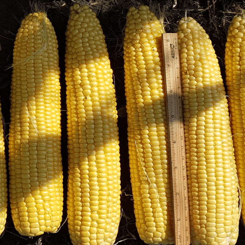 Ціни попиту в портах Великої Одеси зросли в середньому на $2/т