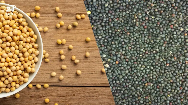 В уряді не бачуть потреби  стимулювати вирощування сої та ріпаку