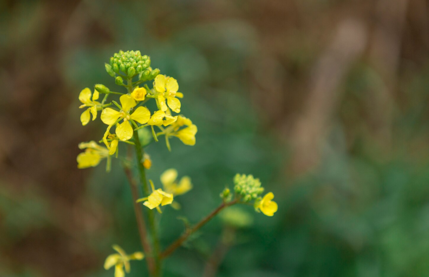 Переробники наразі пропонують за ріпак 24 000–24 500 грн/т