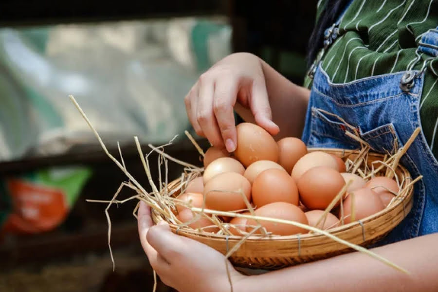 Спалахи пташиного грипу знищили поголів'я і призвели до різкого зростання цін рік тому