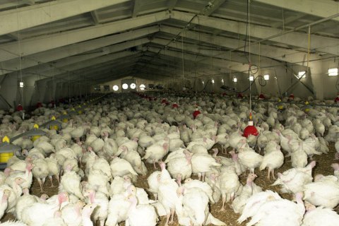 Необхідна сума інвестицій для всієї птахівничої галузі 17 млрд грн