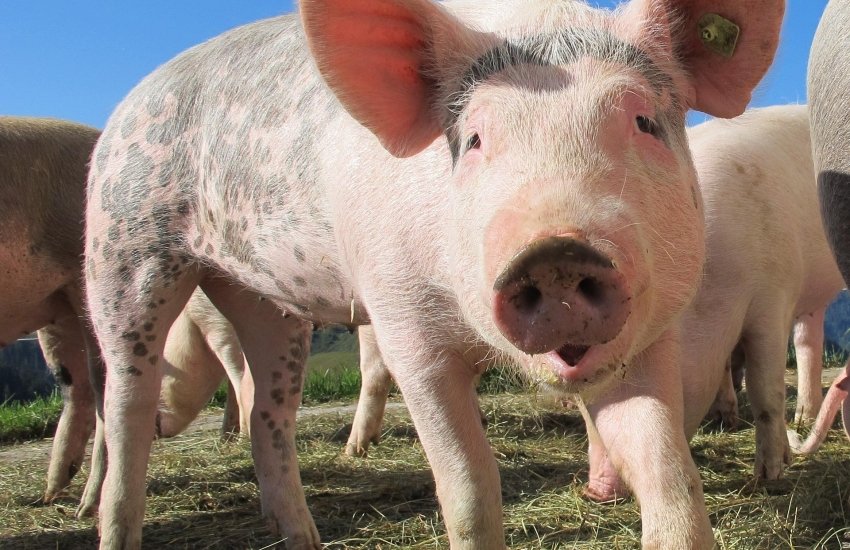 Однозначно оцінити витрати на впровадження стандартів благополуччя тварин складно