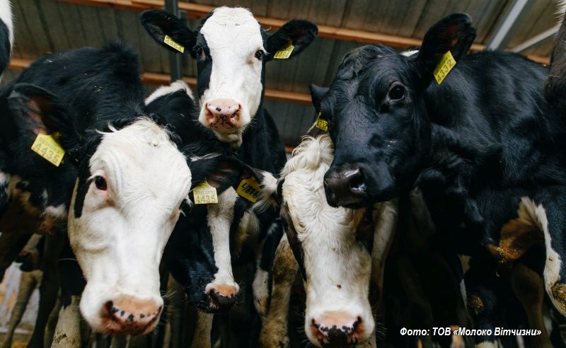 Ящур – одне з найнебезпечніших вірусних захворювань тварин