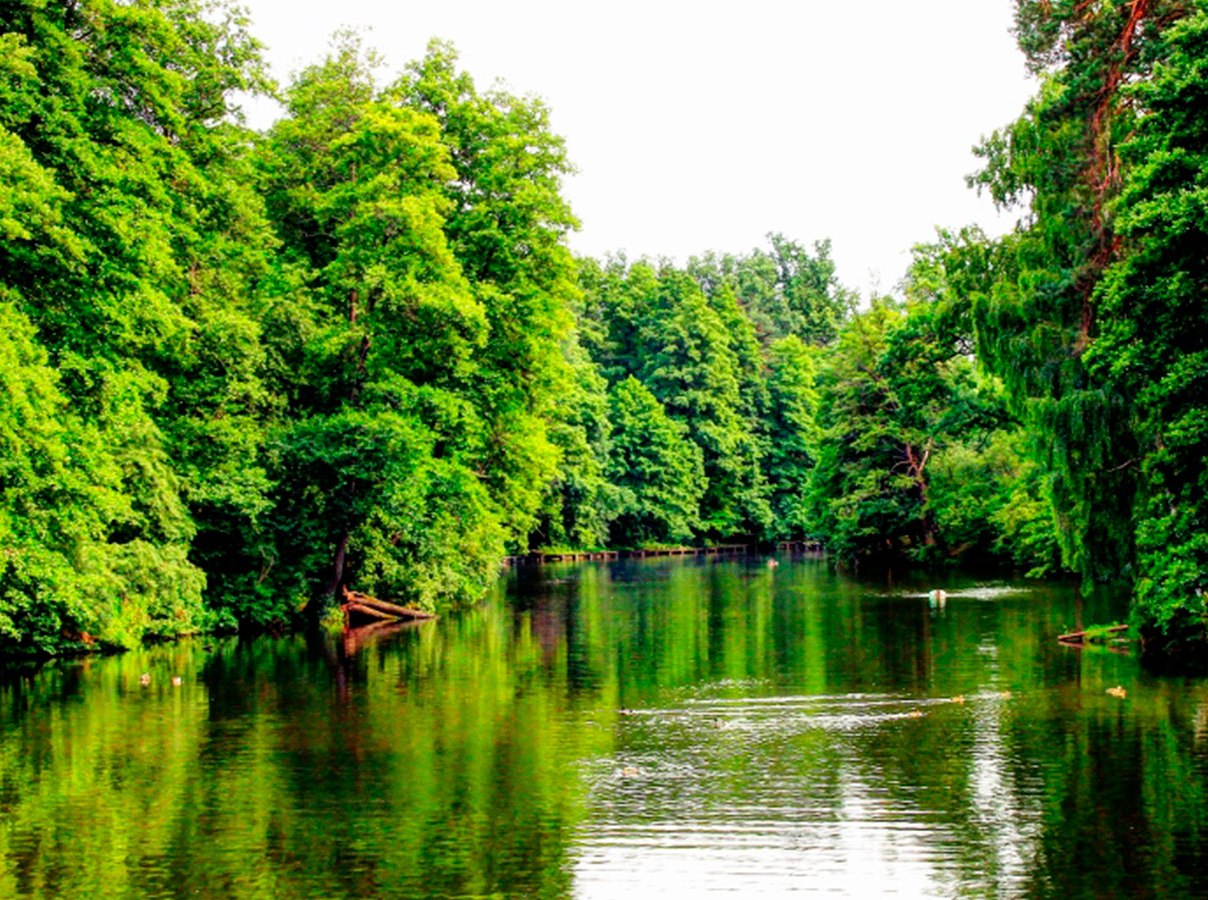 Новий орган має об'єднати функції управління лісами, рибним господарством та меліорацією