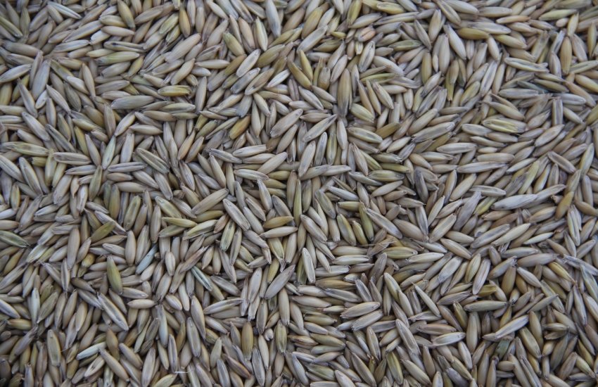 Водночас прогноз виробництва пшениці в Україні залишився без змін — на рівні 24 млн тонн