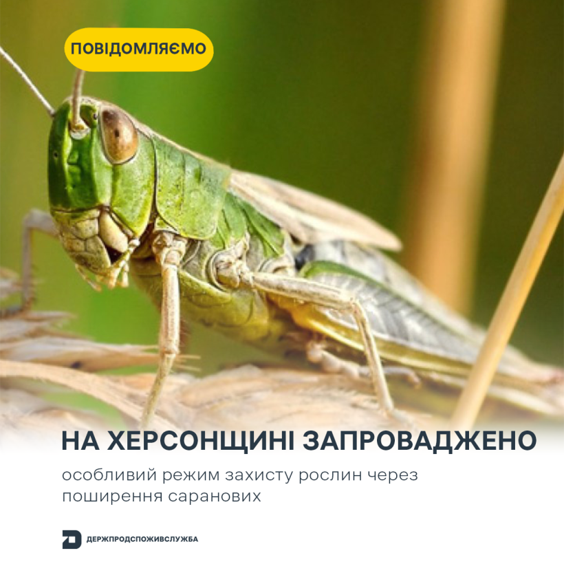 Осередки сарани зафіксували на території Нововоронцовської селищної громади Бериславського району