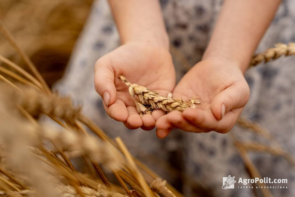 Запаси продовольчої пшениці зменшуються 